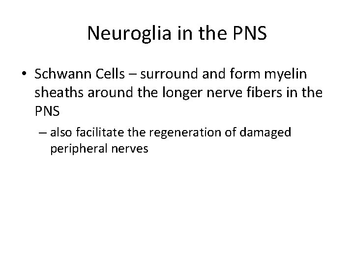 Neuroglia in the PNS • Schwann Cells – surround and form myelin sheaths around