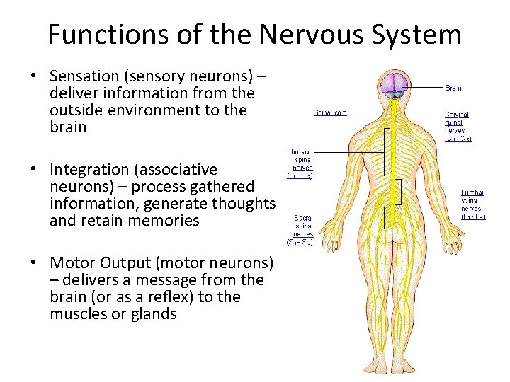 Functions of the Nervous System • Sensation (sensory neurons) – deliver information from the
