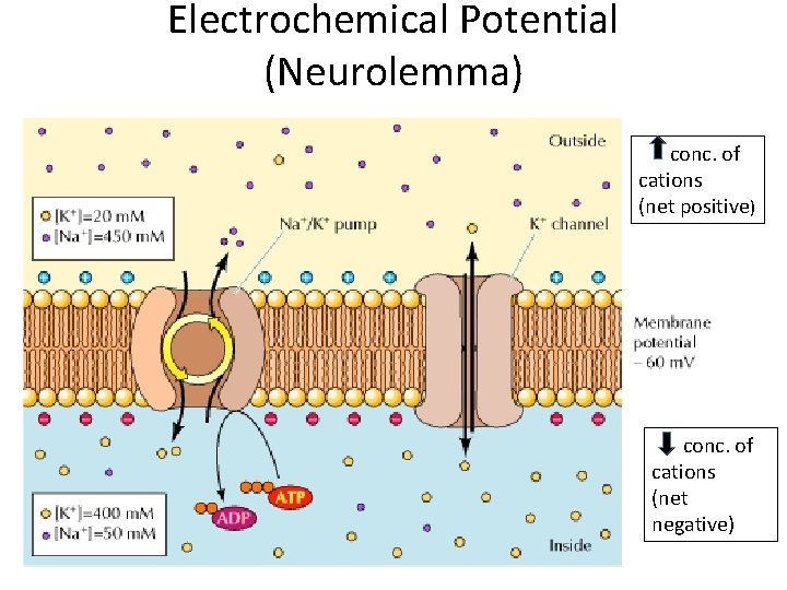 Electrochemical Potential (Neurolemma) conc. of cations (net positive) conc. of cations (net negative) 