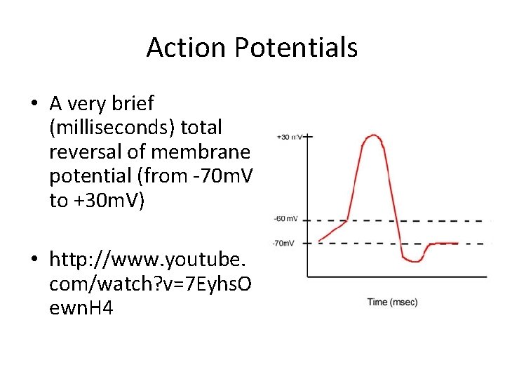 Action Potentials • A very brief (milliseconds) total reversal of membrane potential (from -70