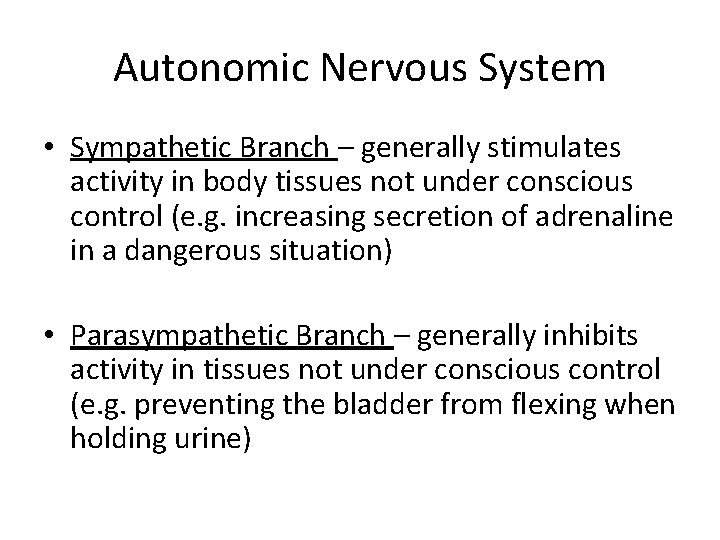 Autonomic Nervous System • Sympathetic Branch – generally stimulates activity in body tissues not