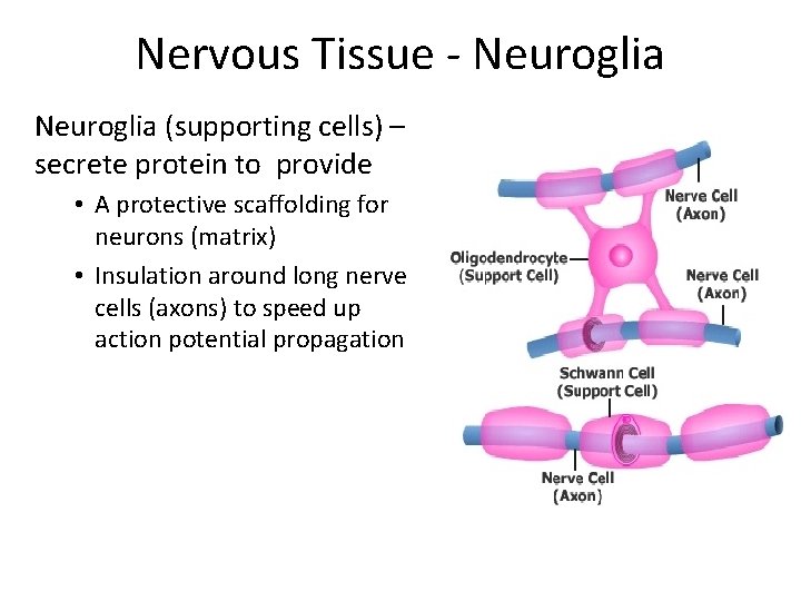 Nervous Tissue - Neuroglia (supporting cells) – secrete protein to provide • A protective