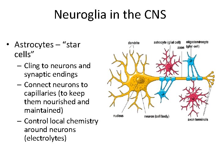 Neuroglia in the CNS • Astrocytes – “star cells” – Cling to neurons and