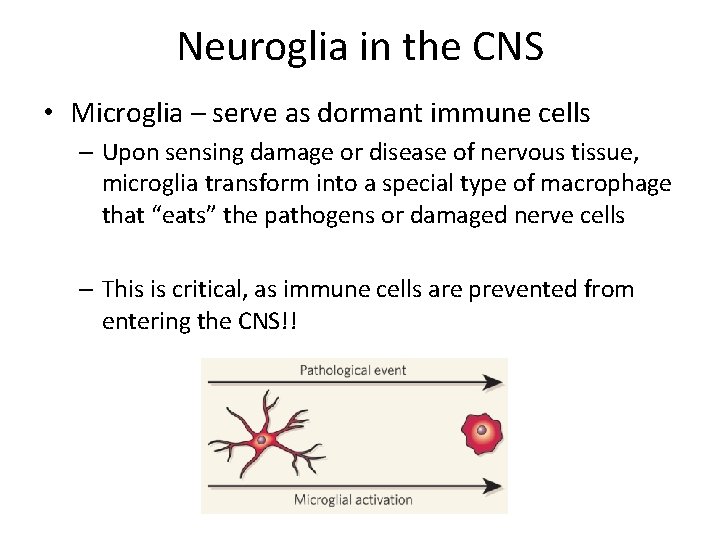Neuroglia in the CNS • Microglia – serve as dormant immune cells – Upon
