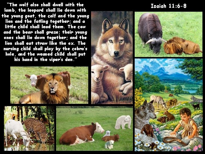 Wolf Scriptures FINAL RESTORATION OF UNITY Lesson 13 for December