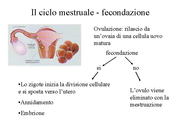 Il ciclo mestruale - fecondazione Ovulazione: rilascio da un’ovaia di una cellula uovo matura