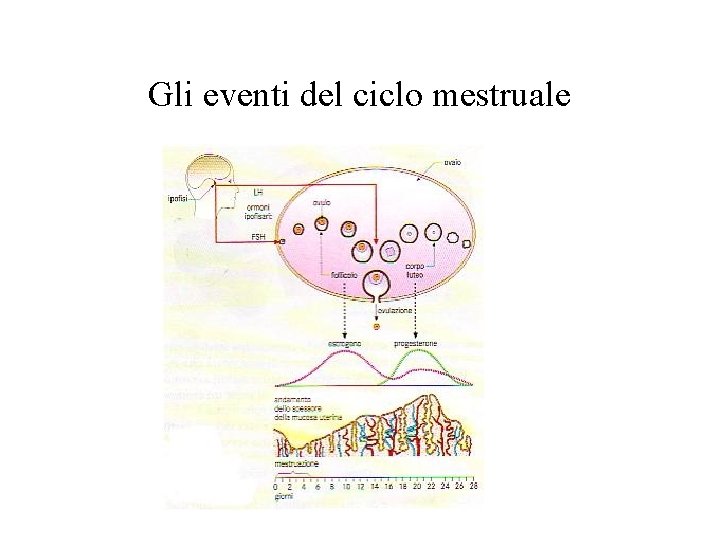Gli eventi del ciclo mestruale 