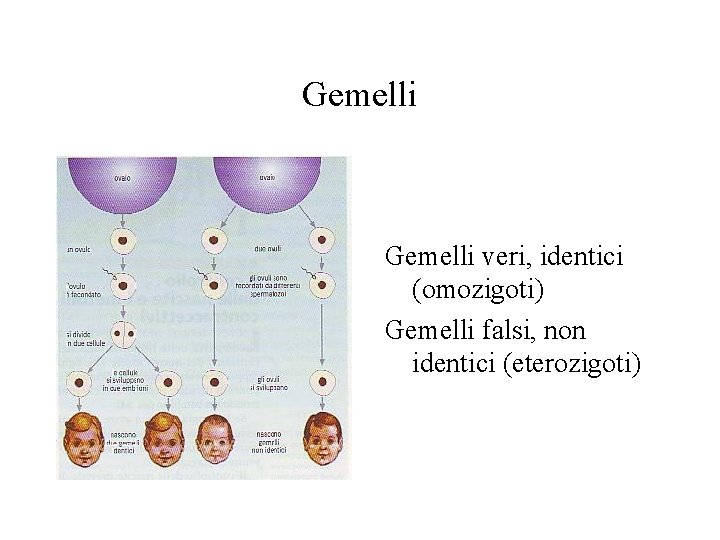 Gemelli veri, identici (omozigoti) Gemelli falsi, non identici (eterozigoti) 