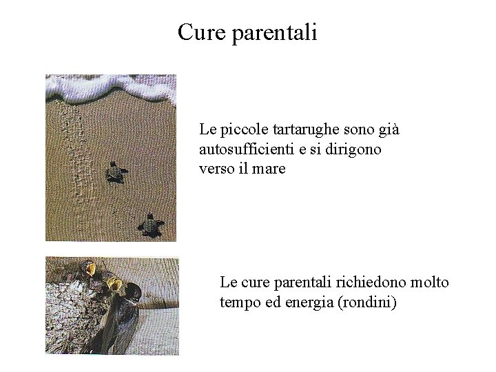 Cure parentali Le piccole tartarughe sono già autosufficienti e si dirigono verso il mare