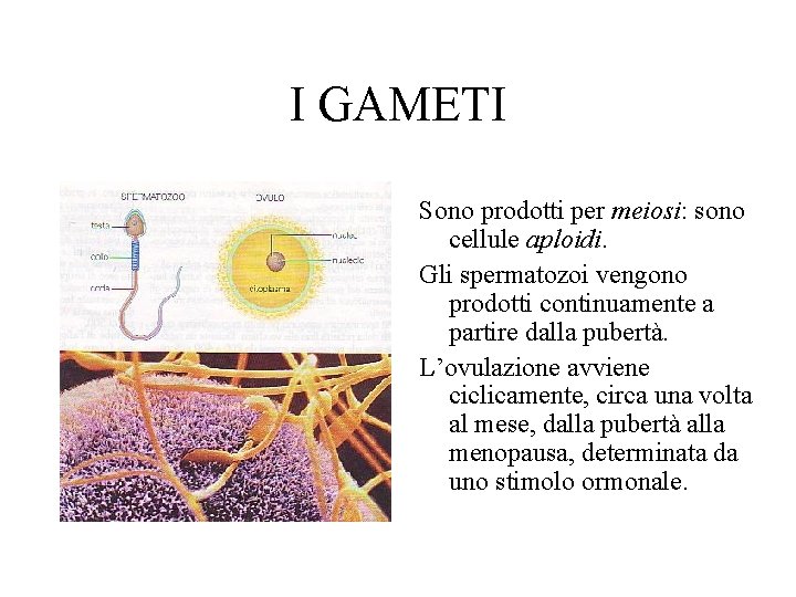 I GAMETI Sono prodotti per meiosi: sono cellule aploidi. Gli spermatozoi vengono prodotti continuamente