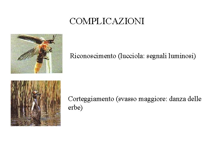 COMPLICAZIONI Riconoscimento (lucciola: segnali luminosi) Corteggiamento (svasso maggiore: danza delle erbe) 