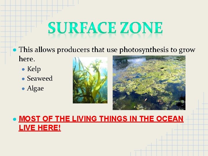 ● This allows producers that use photosynthesis to grow here. ● Kelp ● Seaweed