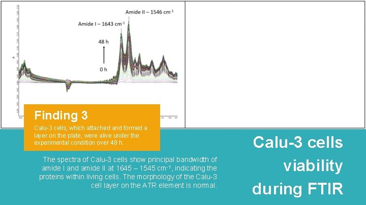 Finding 3 Calu-3 cells, which attached and formed a layer on the plate, were Finding 3 Calu-3 cells, which attached and formed a layer on the plate, were