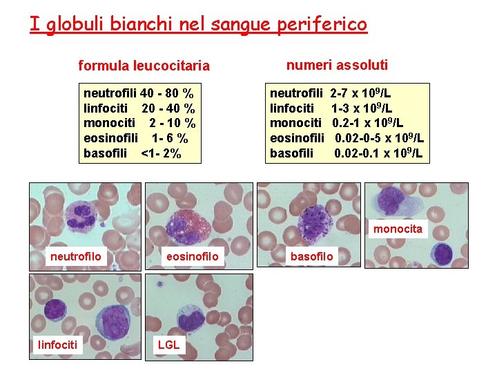 I globuli bianchi nel sangue periferico formula leucocitaria neutrofili 40 - 80 % linfociti