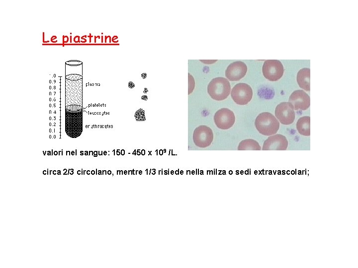 Le piastrine valori nel sangue: 150 - 450 x 109 /L. circa 2/3 circolano,