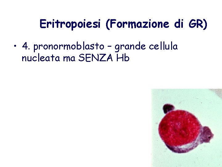 Eritropoiesi (Formazione di GR) • 4. pronormoblasto – grande cellula nucleata ma SENZA Hb