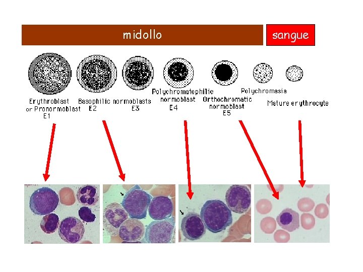 midollo sangue 