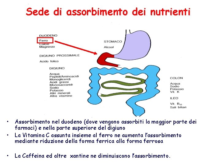 Sede di assorbimento dei nutrienti • • • Assorbimento nel duodeno (dove vengono assorbiti