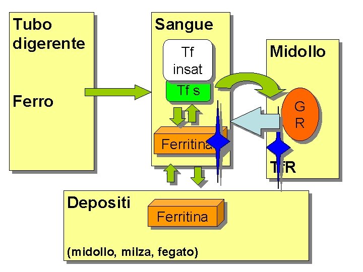 Tubo digerente Sangue Tf insat Midollo Tf s Ferro G R Ferritina Tf. R