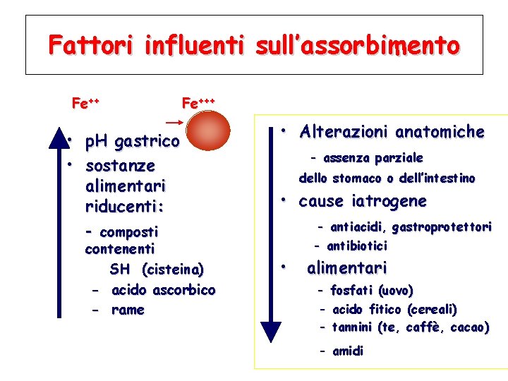 Fattori influenti sull’assorbimento Fe++ • p. H gastrico • sostanze alimentari riducenti: - composti