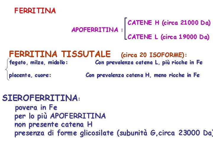FERRITINA APOFERRITINA : FERRITINA TISSUTALE fegato, milza, midollo: placenta, cuore: SIEROFERRITINA: CATENE H (circa