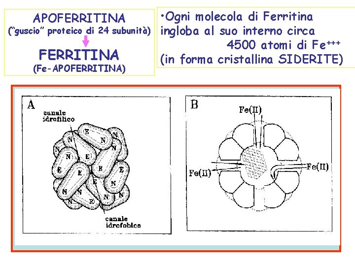 APOFERRITINA (“guscio” proteico di 24 subunità) FERRITINA (Fe-APOFERRITINA) • Ogni molecola di Ferritina ingloba