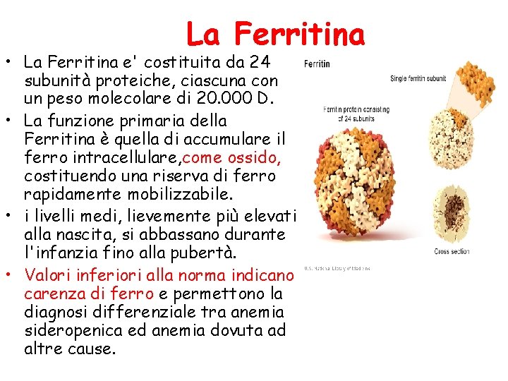 La Ferritina • La Ferritina e' costituita da 24 subunità proteiche, ciascuna con un