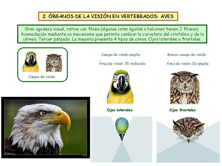 2. ÓRGANOS DE LA VISIÓN EN VERTEBRADOS: AVES Gran agudeza visual, retina con fóvea