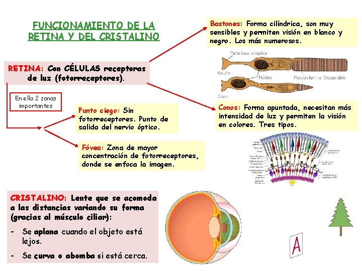 FUNCIONAMIENTO DE LA RETINA Y DEL CRISTALINO Bastones: Forma cilíndrica, son muy sensibles y