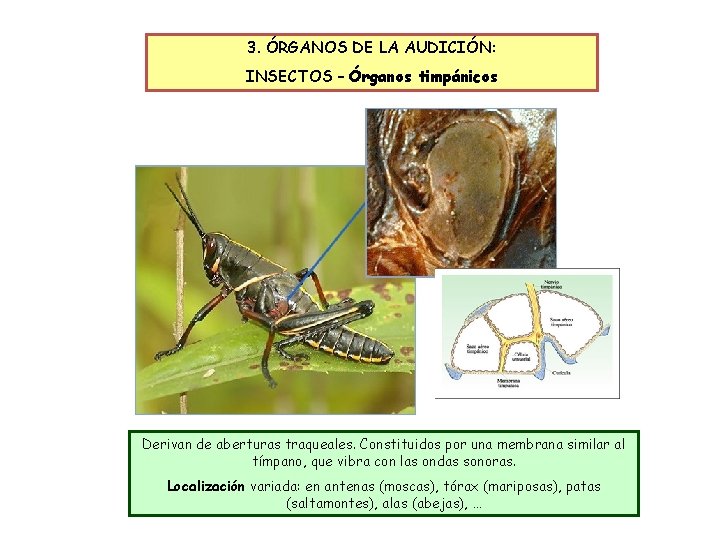 3. ÓRGANOS DE LA AUDICIÓN: INSECTOS – Órganos timpánicos Derivan de aberturas traqueales. Constituidos