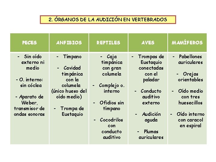 2. ÓRGANOS DE LA AUDICIÓN EN VERTEBRADOS PECES ANFIBIOS - Sin oído externo ni