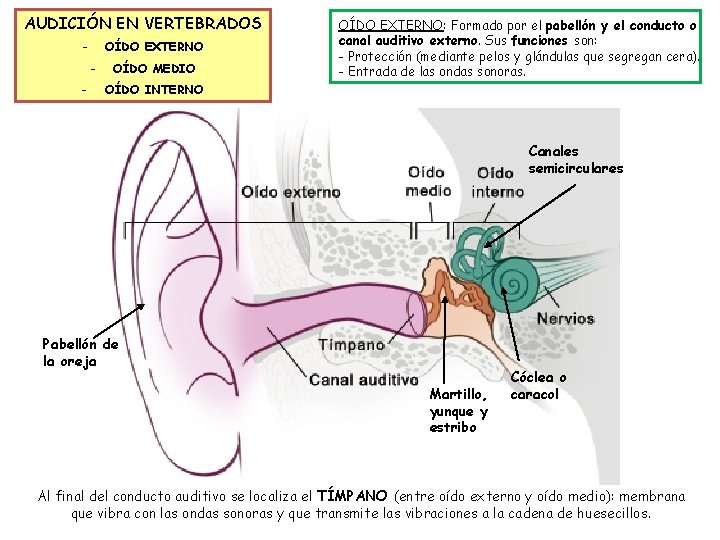 AUDICIÓN EN VERTEBRADOS - OÍDO EXTERNO - OÍDO MEDIO OÍDO EXTERNO: Formado por el