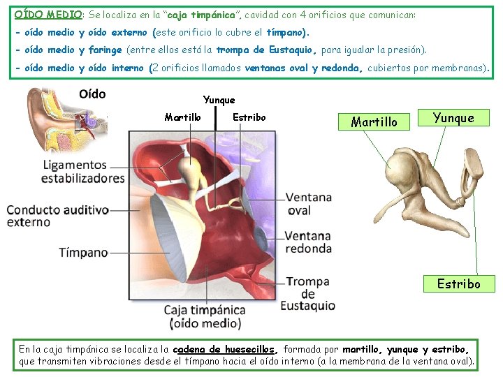 OÍDO MEDIO: Se localiza en la “caja timpánica”, cavidad con 4 orificios que comunican: