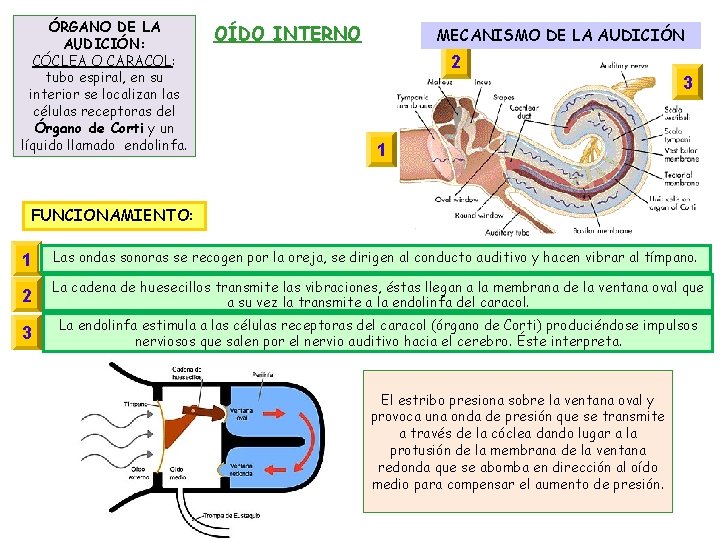 ÓRGANO DE LA AUDICIÓN: CÓCLEA O CARACOL: tubo espiral, en su interior se localizan