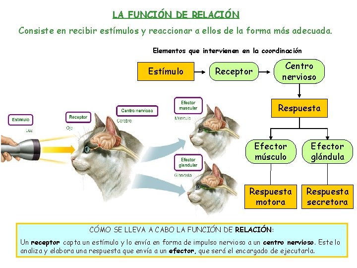 LA FUNCIÓN DE RELACIÓN Consiste en recibir estímulos y reaccionar a ellos de la