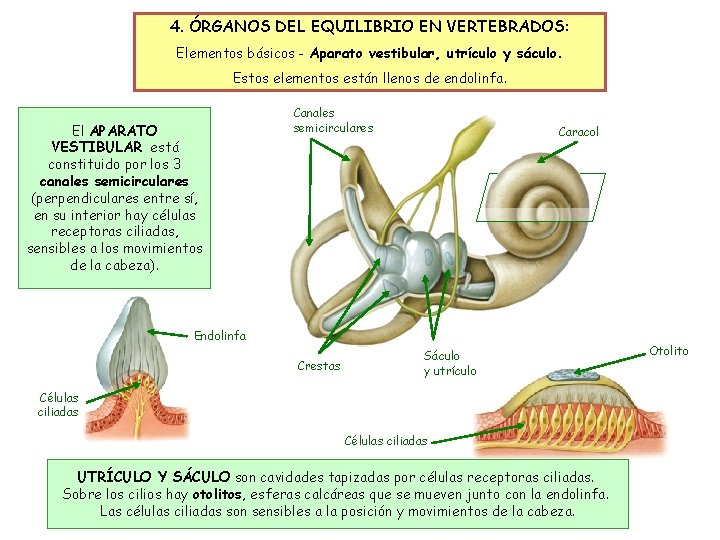 4. ÓRGANOS DEL EQUILIBRIO EN VERTEBRADOS: Elementos básicos - Aparato vestibular, utrículo y sáculo.