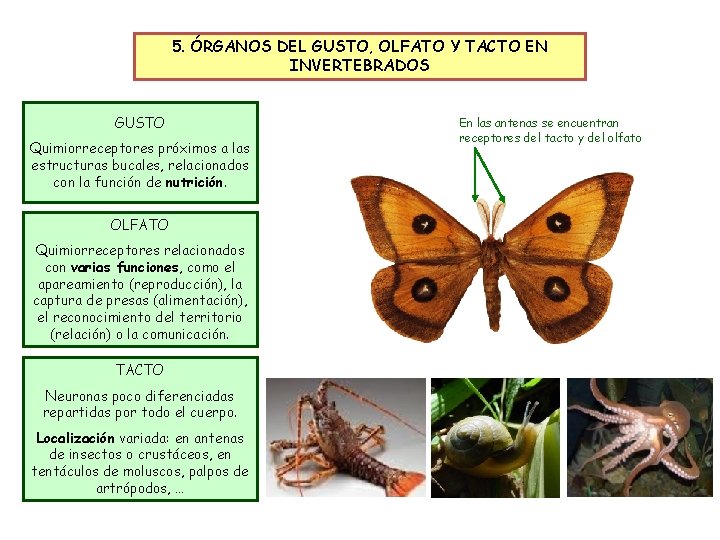 5. ÓRGANOS DEL GUSTO, OLFATO Y TACTO EN INVERTEBRADOS GUSTO Quimiorreceptores próximos a las