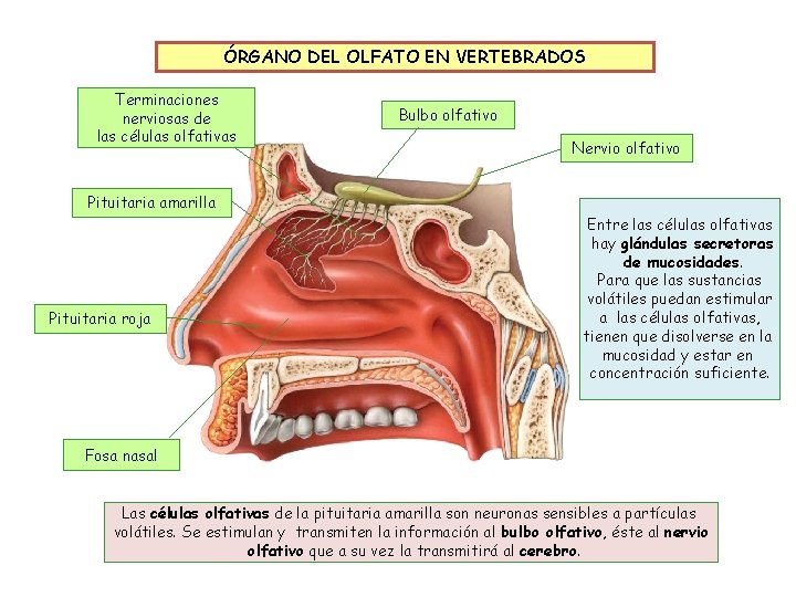 ÓRGANO DEL OLFATO EN VERTEBRADOS Terminaciones nerviosas de las células olfativas Bulbo olfativo Nervio