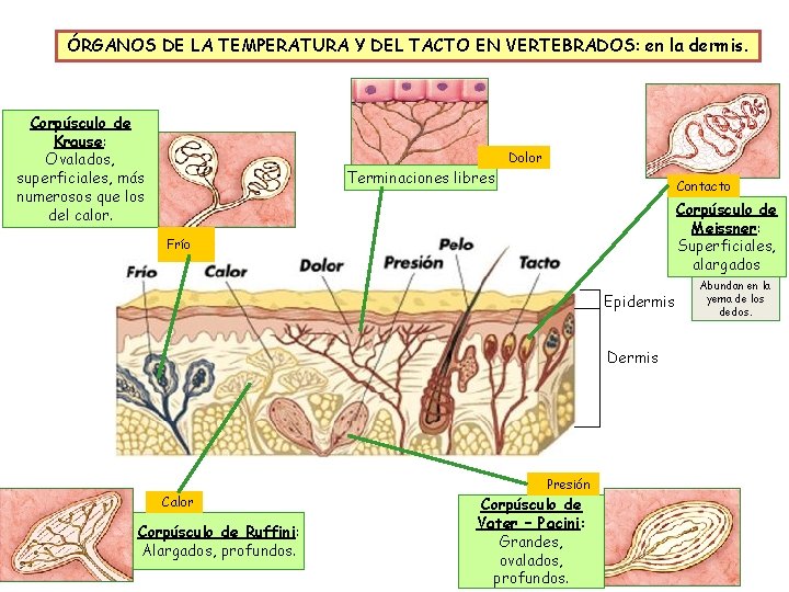 ÓRGANOS DE LA TEMPERATURA Y DEL TACTO EN VERTEBRADOS: en la dermis. Corpúsculo de