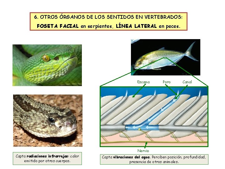 6. OTROS ÓRGANOS DE LOS SENTIDOS EN VERTEBRADOS: FOSETA FACIAL en serpientes, LÍNEA LATERAL