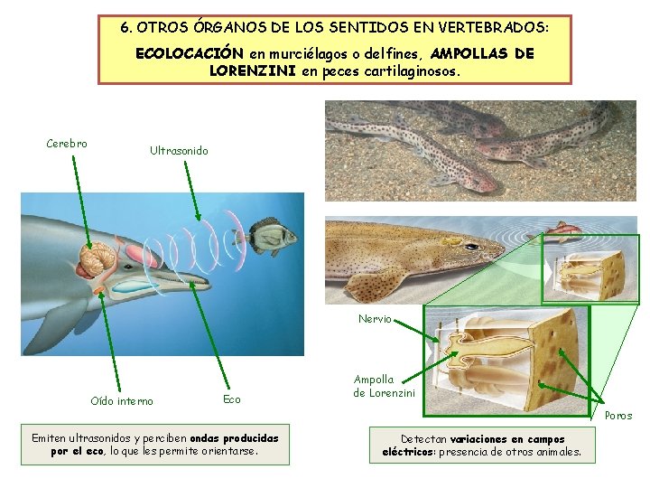 6. OTROS ÓRGANOS DE LOS SENTIDOS EN VERTEBRADOS: ECOLOCACIÓN en murciélagos o delfines, AMPOLLAS