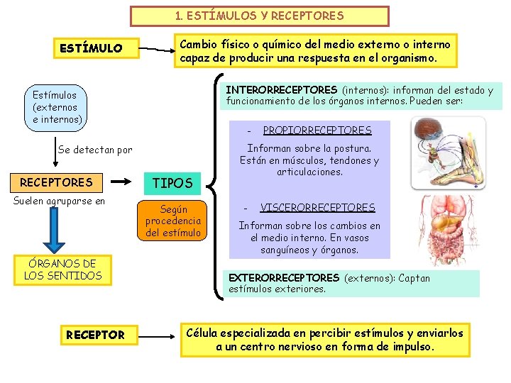 1. ESTÍMULOS Y RECEPTORES ESTÍMULO Cambio físico o químico del medio externo o interno