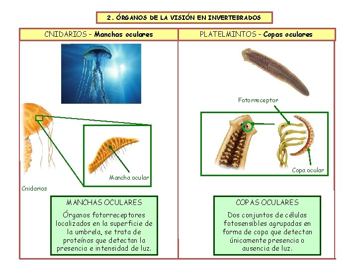 2. ÓRGANOS DE LA VISIÓN EN INVERTEBRADOS CNIDARIOS – Manchas oculares PLATELMINTOS – Copas