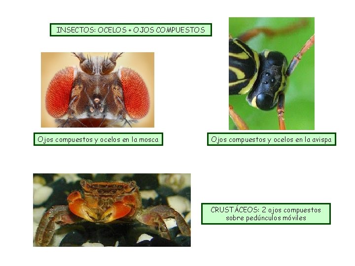 INSECTOS: OCELOS + OJOS COMPUESTOS Ojos compuestos y ocelos en la mosca Ojos compuestos