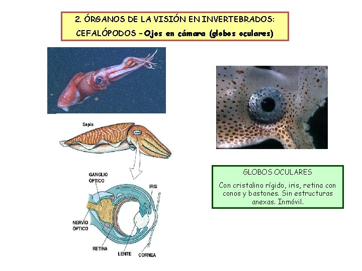 2. ÓRGANOS DE LA VISIÓN EN INVERTEBRADOS: CEFALÓPODOS – Ojos en cámara (globos oculares)