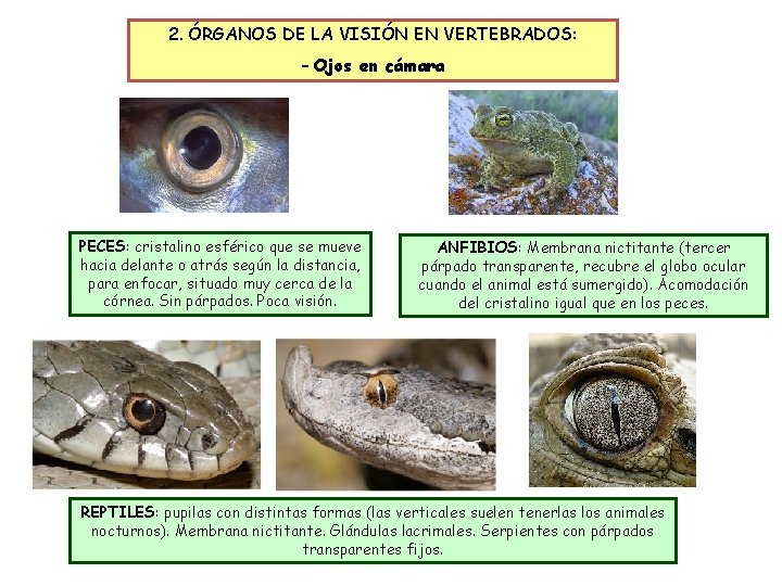 2. ÓRGANOS DE LA VISIÓN EN VERTEBRADOS: OJOS DE VERTEBRADOS: EN CÁMARA – Ojos