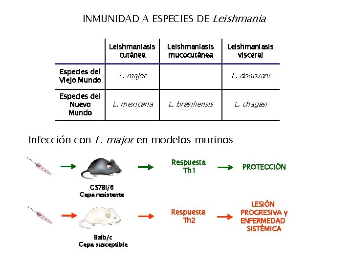 INMUNIDAD A ESPECIES DE Leishmaniasis cutánea Especies del Viejo Mundo L. major Especies del