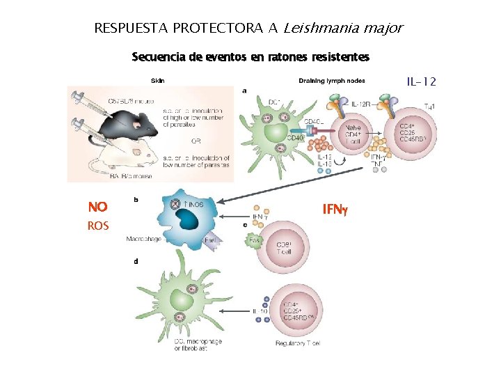RESPUESTA PROTECTORA A Leishmania major Secuencia de eventos en ratones resistentes IL-12 NO ROS
