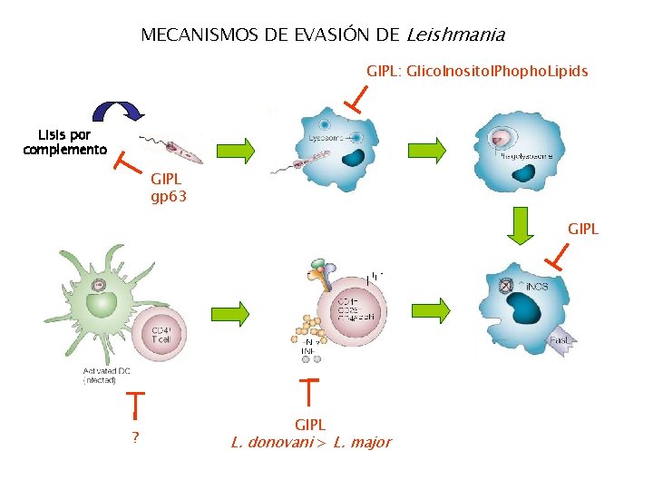 MECANISMOS DE EVASIÓN DE Leishmania GIPL: Glico. Inositol. Phopho. Lipids Lisis por complemento GIPL