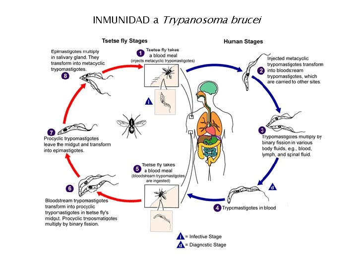 INMUNIDAD a Trypanosoma brucei 
